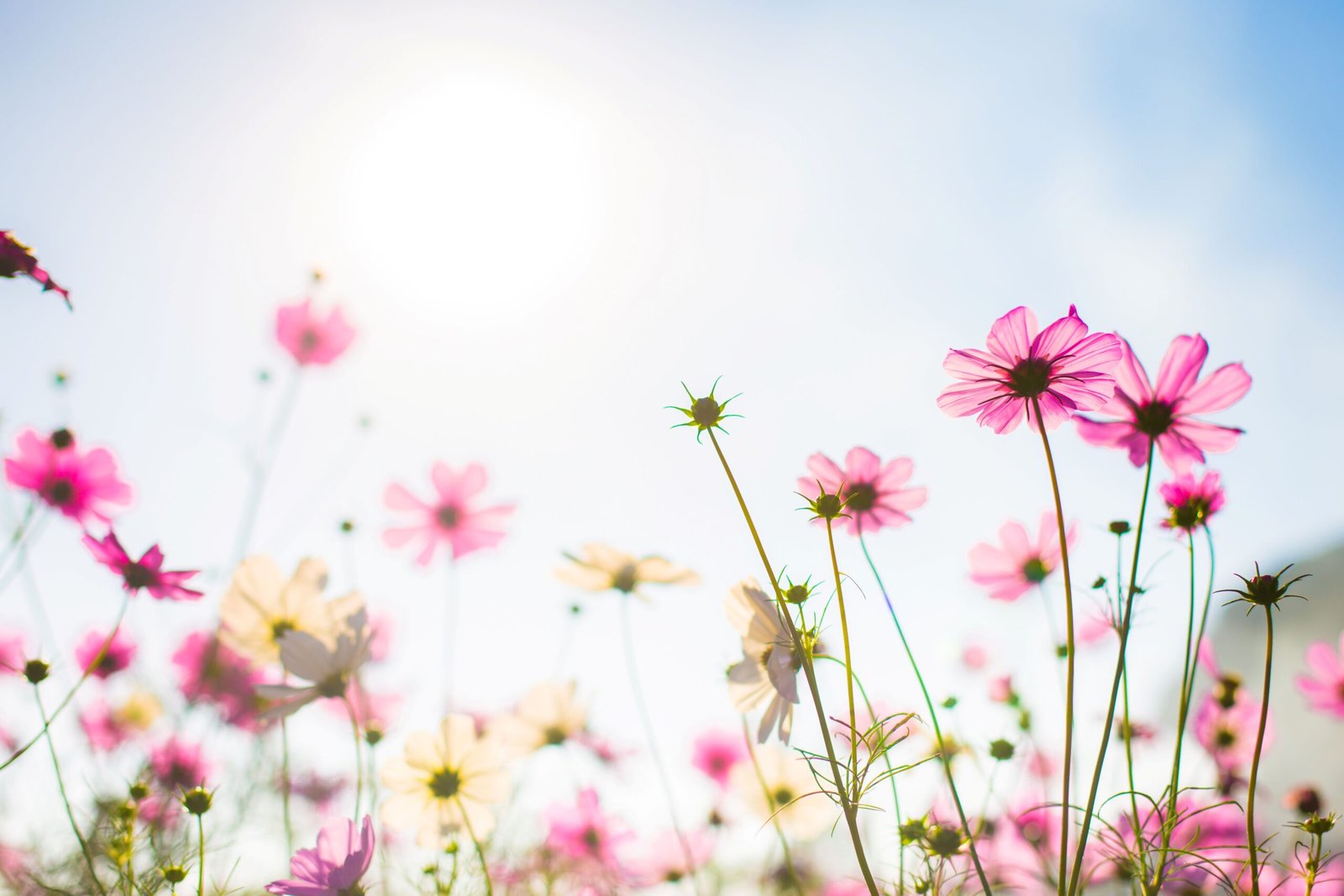 Find best growth mindset affirmations to develop a growth mindset.